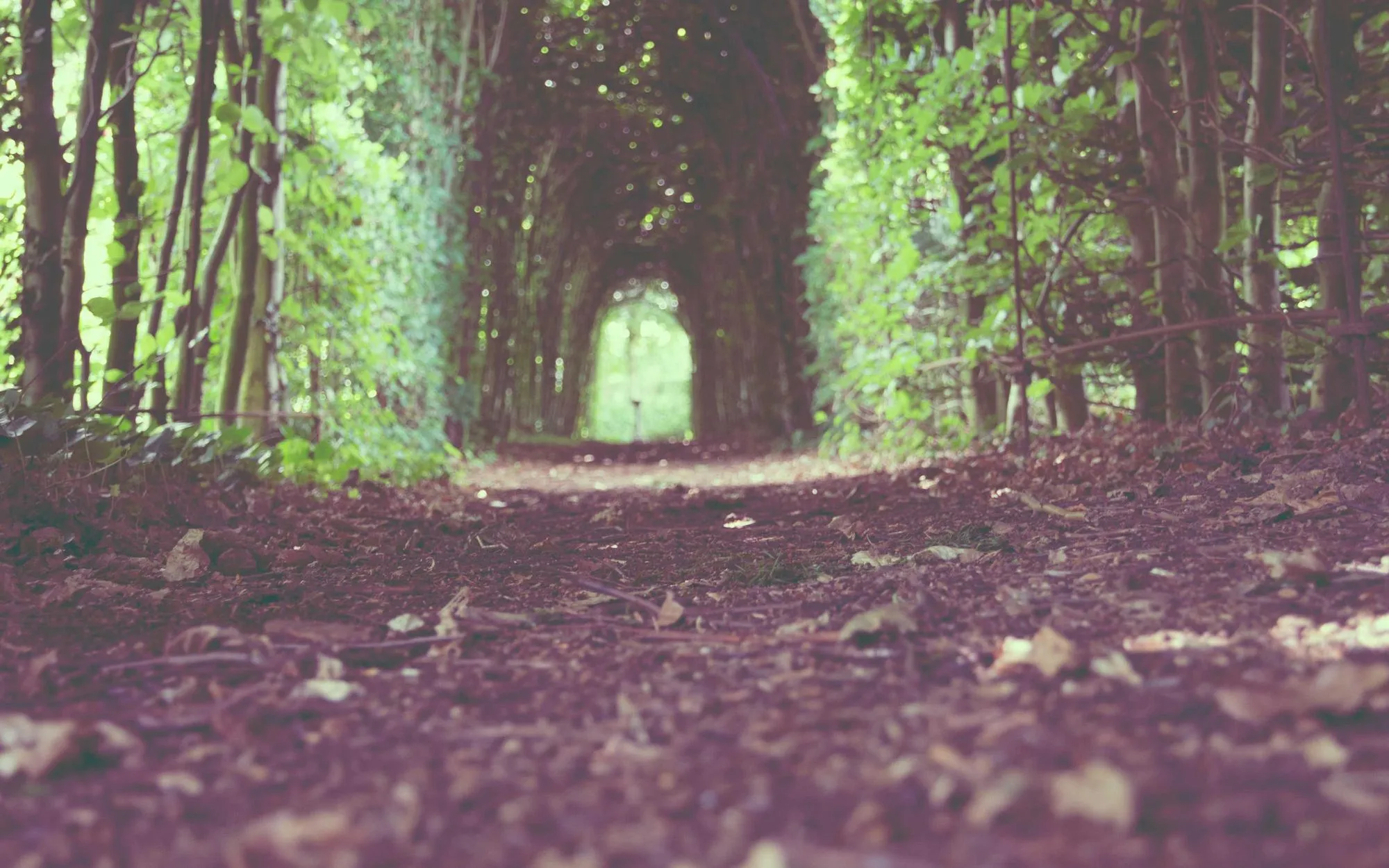A soft-focus path running through tall trees in early morning light