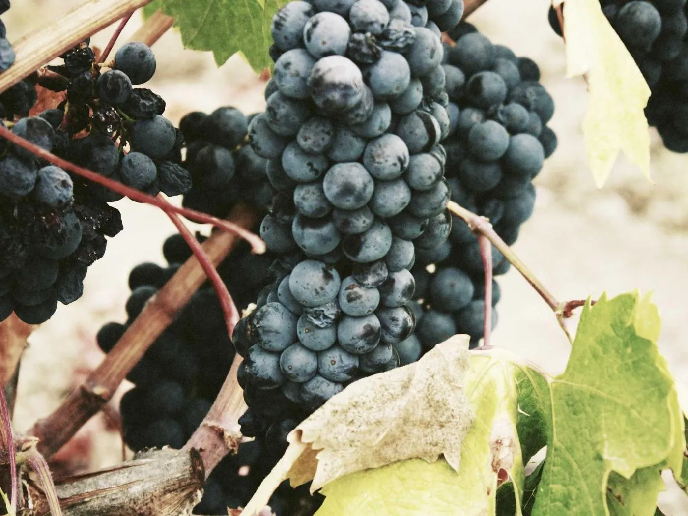 Dark grapes still on the vine